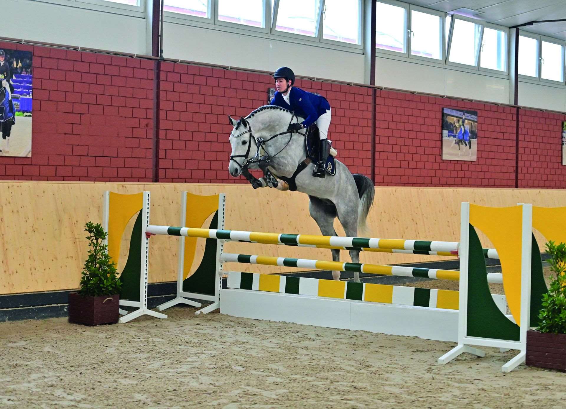 Challasco Blue PS Stallion Challasco Blue PS Stallion